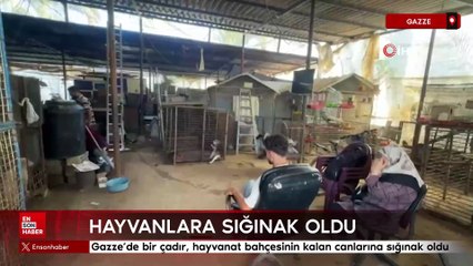 Gazze’de bir çadır, hayvanat bahçesinin kalan canlarına sığınak oldu