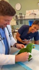 The Wing CheckUltra-realistic 4K cinematic short video, expressive talking parrot animation, authentic British 🏷️ #BritishComedy #FunnyParrot #UKHumor #BritishHospital #CinematicShort #TalkingParrot #BritishAccent #DryHumor #ViralVideo #ParrotComedy