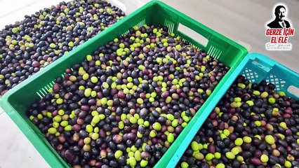 Gerze'de zeytinyağı sıkım merkezi hizmete açıldı