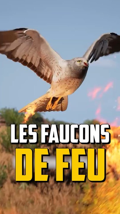 CES OISEAUX SONT PYROMANES !