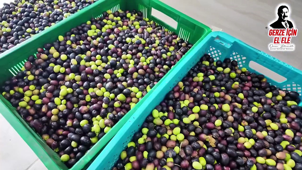 Gerze'de Zeytinyağı Sıkım Merkezi açıldı