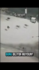 kangal mı daha güçlü kurt mu?