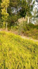 Explore the beauty of Nature with Amit