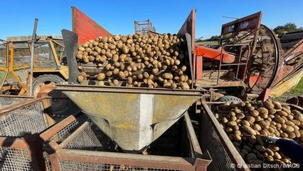 Germany's potato surplus puts the pinch on farmers