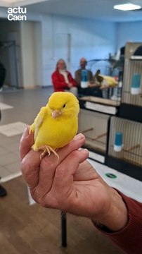 Roland, fan de canaris depuis 50 ans