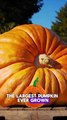 Did you know some pumpkins can grow to weigh over 1,000 kg?