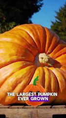 Did you know some pumpkins can grow to weigh over 1,000 kg?