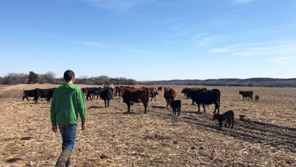 Trump quiere importar más carne de Argentina y los agricultores estadounidenses lo rechazan