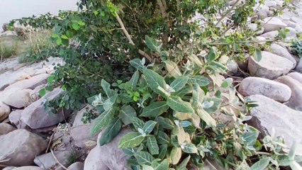 Situation of villages after flood