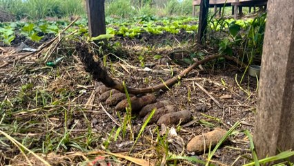 Îles Salomon : les bombes de la Seconde Guerre mondiale continuent de tuer