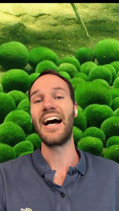 Des ALGUES RONDES ?!