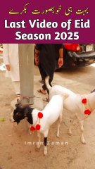 Bohat Hi Beautiful Goats😍 Last Video of Eid Season 2025😒