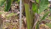#Banana cultivation in greenhouses