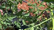 Pruning in field tomatoes