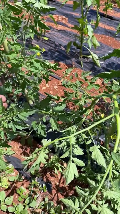 Pruning in field tomatoes