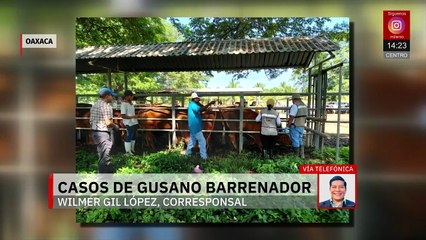 Oaxaca es el segundo estado con más casos de gusano barrenador: 1,041 confirmados