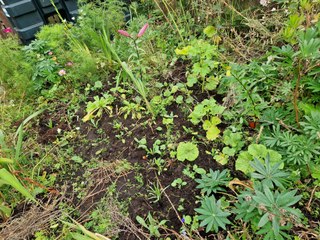 Vegetables for overwintering - Gardening with Brendan