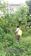 Spraying Herbicide on my land