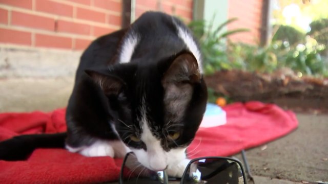 NSW Greens introduce bill calling for cat owners to be fined for letting their pets roam free