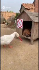 funny vidéo chez les animaux 🤣🤣🤣🤣🤣