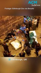 Gilbert the giraffe goes to the dentist