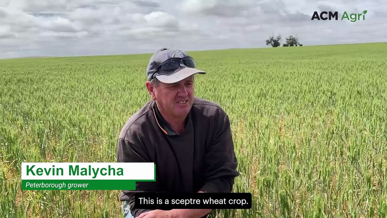 Peterborough grower happy to see grain in the heads