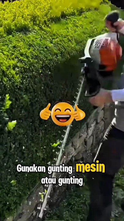Cara Merapikan Tanaman Pagar & Topiary Agar Tampak Mewah | Tips Merawat Taman Rumah