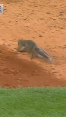 Squirrely situation? Is it a Bronx squirrel? Squirrel looking for some nuts?