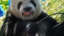 Chinese national treasure - the Giant Panda 13