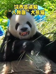 Chinese national treasure - the Giant Panda 13