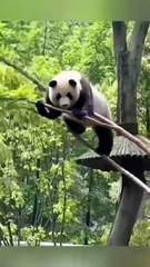 Chinese national treasure - the Giant Panda 11