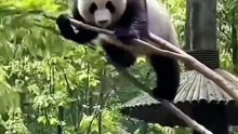 Chinese national treasure - the Giant Panda 11