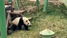Chinese national treasure - the Giant Panda 12