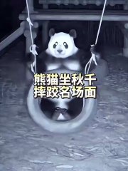 Chinese national treasure - the giant panda 10
