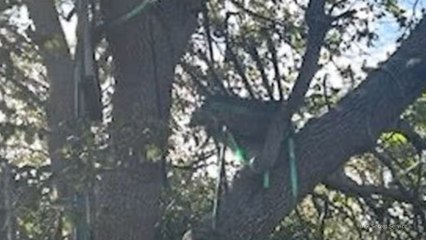 Secret Service discovers ‘suspicious stand’ with line of sight to Air Force One