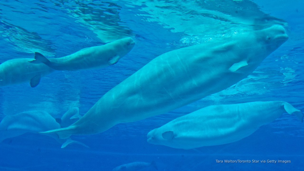 Canada’s last captive belugas at risk of euthanasia after export denial