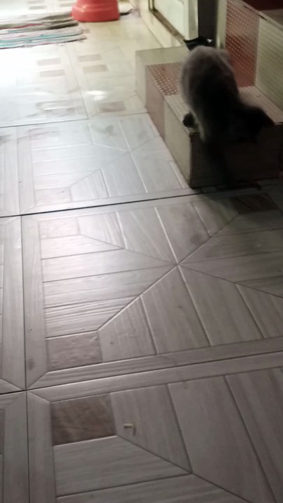 funny kitten 😂😼 #viral #cat #pets