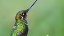 Small, long-beaked bird that sips flower nectar
