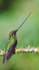 Small, long-beaked bird that sips flower nectar
