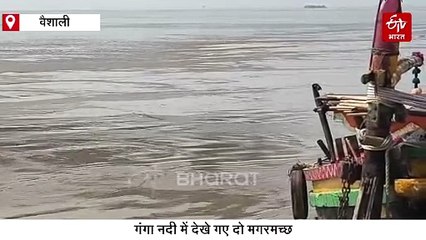 बिहार में गंगा नदी में दिखे दो विशालकाय मगरमच्छ, छठव्रतियों में दहशत