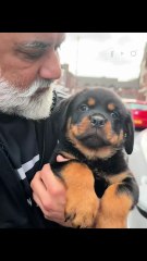Boy’s Adorable Reaction to Surprise Rottweiler Puppy Gift 🐶💖|| Heartsome 💖