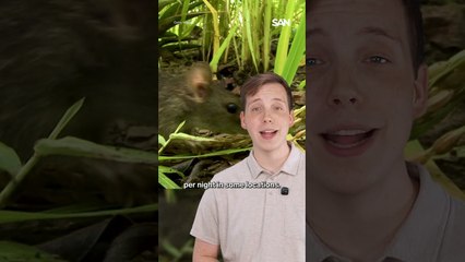 Rats! Infestation impacting almond growing in California