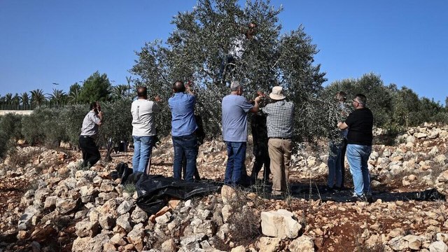 Cisjordanie: des volontaires israéliens aux côtés des agriculteurs palestiniens, face aux colons