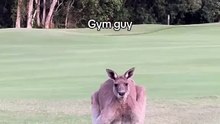 Australian kangaroo