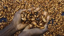 Côte d'Ivoire : hausse du prix d'achat du cacao