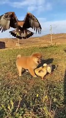Cuckoo Chick Pushes Out Older Nest Mate