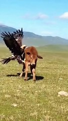 Cuckoo Chick Pushes Out Older Nest Mate