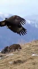 Cuckoo Chick Pushes Out Older Nest Mate