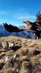 Cuckoo Chick Pushes Out Older Nest Mate