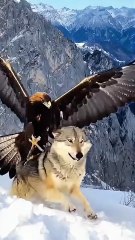 Cuckoo Chick Pushes Out Older Nest Mate